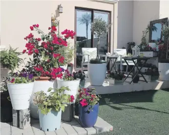  ?? Photos Pawan Singh / The National ?? O’Riordan’s garden is currently full of colourful petunias