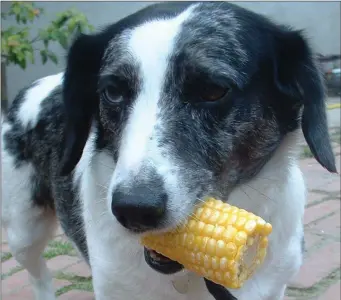  ??  ?? Corncobs are a common cause of intestinal obstructio­n in dogs