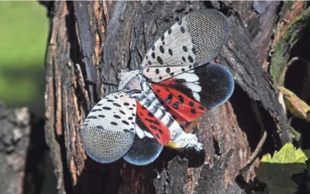  ?? FILE PHOTO ?? Spotted lanternfly