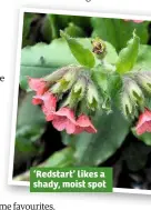  ??  ?? ‘Redstart’ likes a shady, moist spot