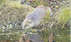  ?? Picture: Steve Gardner. ?? One of the beavers successful­ly reintroduc­ed to Knapdale Forest in Argyll and Bute in an official trial.