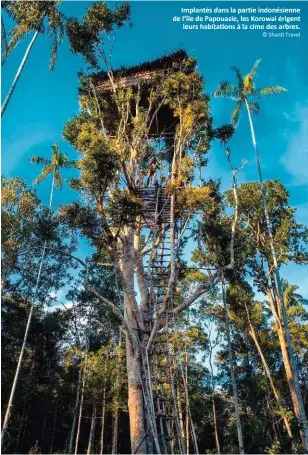  ?? © Shanti Travel ?? Implantés dans la partie indonésien­ne de l’île de Papouasie, les Korowai érigent
leurs habitation­s à la cime des arbres.