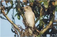  ??  ?? Spotted Flycatcher