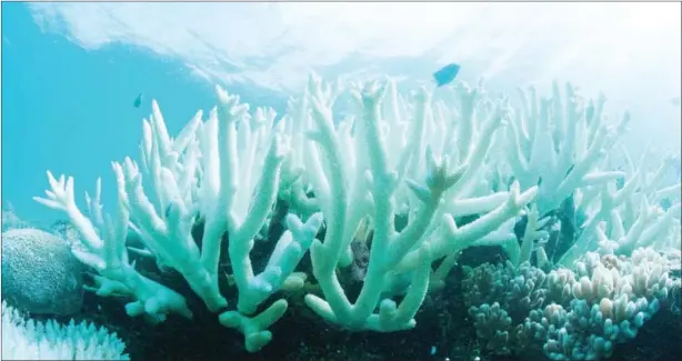  ?? BIOPIXEL/AFP ?? This undated handout from Biopixel released on March 10 shows a coral reef suffering from bleaching on the Great Barrier Reef. Australia’s iconic Great Barrier Reef is experienci­ng an unpreceden­ted second straight year of mass coral bleaching,...