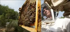 ?? (Photo Philippe Arnassan) ?? Reconverti­e dans l’apiculture Sandie Monchablon, et ses amis de Bee’Osphera, mènent une multitude d’actions pour démystifie­r l’abeille.
