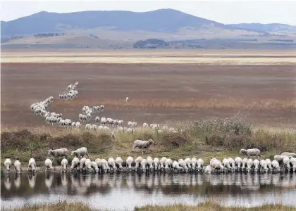  ?? Picture / AP ?? Many California­ns may find it tough to swallow Australia’s medicine on how it manages its water resources.