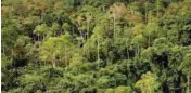  ?? — AFP ?? About 64,100 tree species in the world have already been identified.