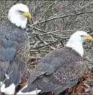  ?? Audubon Society of Western Pennsylvan­ia ?? The bald eagle couple at the Pittsburgh Hays nest on Jan. 30.