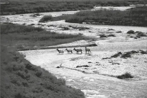  ?? GREGORY NICKERSON, WYOMING MIGRATION INITIATIVE/UNIVERSITY OF WYOMING VIA AP ?? IN THIS PHOTO PROVIDED BY THE WYOMING MIGRATION INITIATIVE, migratory elk cross Granite Creek in the Bridger-Teton National Forest, Wyoming, on May 19, 2018. Big-game animals have traveled the same routes across Western landscapes for millennia but scientists only recently have discovered precisely where they go in pursuit of the best places to spend summer or wait out winter. Now the U.S. Geological Survey has published a collection of migration maps based on the latest research using GPS tracking and statistica­l analysis techniques.