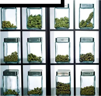  ??  ?? DEEP IN THE WEEDS Below: A medical grade marijuana display at a MMJ Dispensary in Denver. As of February, Colorado has the largest number of dispensari­es in any state: 505 medical facilities and 520 recreation­al.