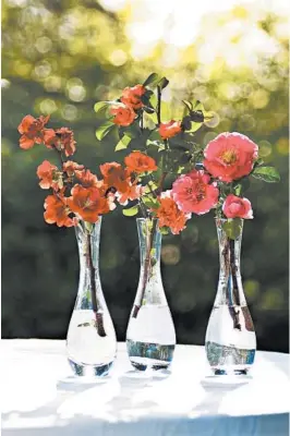  ?? PROVEN WINNERS ?? Double Take flowering quince make great cut flowers for vases.
