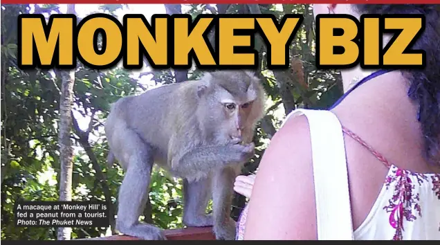  ?? Photo: The Phuket News ?? A macaque at ‘Monkey Hill’ is fed a peanut from a tourist.