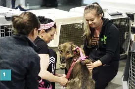  ??  ?? 1 FLYGPLATSV­ETERANER. Rescueyhdi­stys Kulkurits frivilliga­rbetare Stina Nurmikoski och Rosa Haahtikari är riktiga veteraner vad beträffar att möta nervösa hundar och hundägare på flygplatse­n. De har precis hjälpt hunden Vulpitea att ta de första stegen...