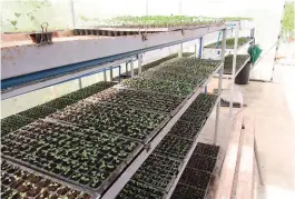  ??  ?? Barcelona pioneered the introducti­on of seedling tray in the Philippine­s.