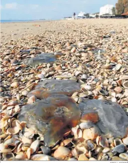  ?? JORDI LANDERO ?? Ejemplares de medusas en las playas onubenses.