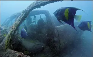  ?? ?? Blue angel fish swim around a sunken vehicle.