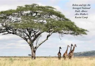  ??  ?? Below and top: the Serengeti National Park. Above: Alex Walker’s Kusini Camp