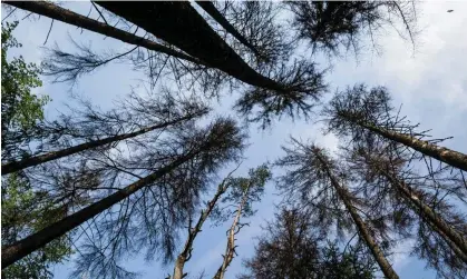  ?? Photograph: Wojtek Radwański/AFP/Getty Images ?? The rewritten draft regulation would limit the new law’s reach to just 2% of the total area of forest in the EU.