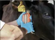  ?? THE ASSOCIATED PRESS ?? A farmer adjusts a cow’s IDA, or “The Intelligen­t Dairy Farmer’s Assistant,” device, created by Connecterr­a, at Seven Oaks Dairy in Waynesboro, Ga.