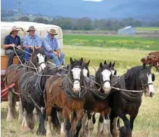  ?? PHOTO: GERARD WALSH ?? HERITAGE HORSES: Mick Bradford’s Heavy Horse Day is on at Yangan this weekend.