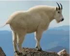  ?? ?? A mountain goat with its razor-sharp horns, used for self-defence