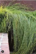  ??  ?? 3. Carex tumulicola, a shade-loving native sedge which tumbles out of planters