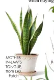  ??  ?? MOTHERIN-LAW’S TONGUE, from £10, Patch