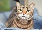  ?? COURTESY OF THE ARIZONA HUMANE SOCIETY ?? Pookie is a 5-year-old domestic shorthair tabby who loves attention, especially having her cheeks petted.