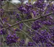  ??  ?? Callicarpa ‘Profusion’ -Beautyberr­y