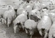  ?? Ferg Horne via Associated Press ?? Three wild rabbits escaped rising floodwater­s by climbing onto the backs of some sheep on a farm near Dunedin, New Zealand.