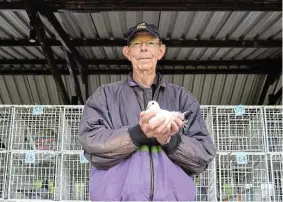 ?? Picture: MARK CARRELS ?? PRIZED BIRD: Pigeon fancier Peter Webster holds one of his birds carefully in the build up to the pigeon auction at Port Alfred Country Club on Saturday October 21.