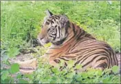  ?? HT PHOTO ?? Sundari was relocated to the reserve under the country’s first interstate translocat­ion drive to boost the tiger population.