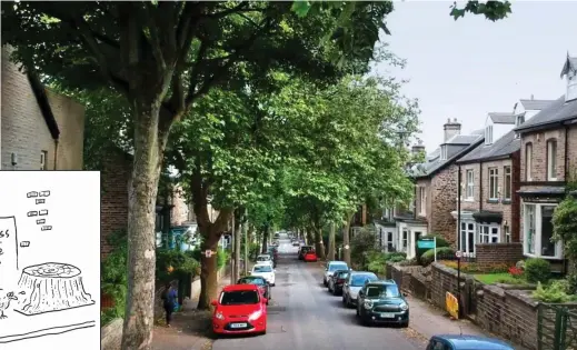  ??  ?? Under threat: Some of the plane trees in Western Road, Sheffield, that are due to be cut down