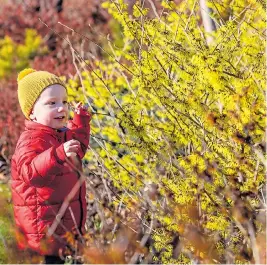  ??  ?? Two-year-old Gabriel Stagg by the witch hazel in Wisley yesterday