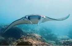  ?? Foto: Sophie Seek, dpa ?? Majestätis­ch schwingt der Riffmanta seine Flossen durchs Meer – aber wie lange noch? Er gehört zu den weltweit bedrohten Tierarten.