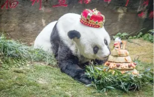  ?? — AFP ?? This picture taken on January 18, 2017 shows giant panda ‘Basi’ sniffing a birthday cake prepared by her keepers at Fuzhou Panda World in Fuzhou, east China’s Fujian province.