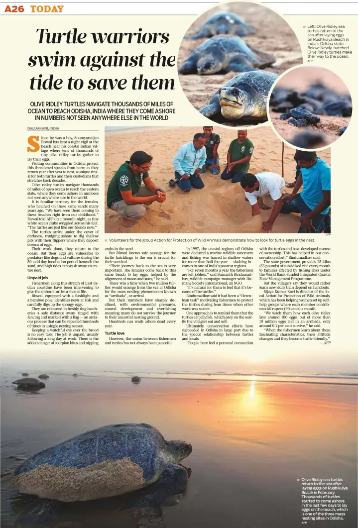  ?? AFP AFP AFP ?? ■ ■ ■ Left: Olive Ridley sea turtles return to the sea after laying eggs on Rushikulya Beach in India’s Odisha state. Below: Newly-hatched Olive Ridley turtles make their way to the ocean. Volunteers for the group Action for Protection of Wild Animals...