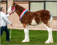  ?? ?? ROBERT SIBBALD’S Shielhill Platinum Queen was the foal champion at the Winter Fair Picture: Amanda Stewart