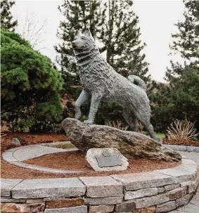  ?? Tyler Sizemore/Hearst Connecticu­t Media ?? A statue of Jonathan the Husky at the UConn Storrs campus. A bill would designate the Siberian husky as the state dog and “shelter pets” as the state pet.