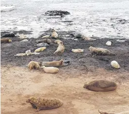  ?? DFO FILE SHOT ?? Hunting in the 1800s dramatical­ly reduced the grey seal population off the coast of Newfoundla­nd. It has since rebounded. About 4,000 grey seal pups were born on Pictou Island, off Nova Scotia, in 2018.