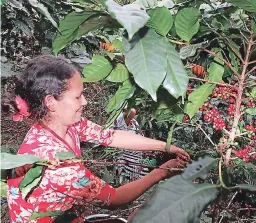  ?? FOTO: EL HERALDO ?? en Honduras el cadé es el principal producto de exportació­n, así como el mayor generador de empleos.