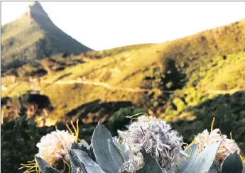  ?? Picture: ALLISON FOAT ?? SEASONAL CHANGE: Early morning autumn light on the Table Mountain contour path.