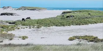  ?? HO THE CANADIAN PRESS ?? Nova Scotia's offshore oil and gas regulator has issued a call for bids for exploratio­n rights surroundin­g Sable Island, prompting swift condemnati­on from a coalition of environmen­tal, fishing and tourism groups.