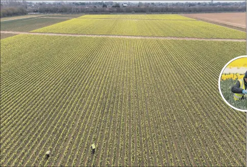  ??  ?? FLOWER POWER: Work continues in the fields of daffodils at Taylors Bulbs, near Holbeach in Lincolnshi­re, despite the firm suffering from a shortage of flower pickers.