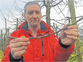  ?? FOTO: PHILIPP RICHTER ?? Albert Blaser betreibt einen Kirschhof in der Gemeinde Berg. Die vergangene­n zwei Jahre hat er einen Erntetotal­ausfall gehabt.