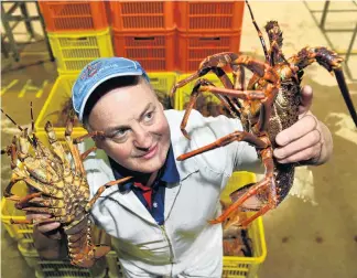  ?? PHOTO: STEPHEN JAQUIERY ?? In demand . . . Fiordland Lobster Sawyers Bay factory manager, Garry Broomhall, holds 1kg lobsters which are fetching $120 each in China.