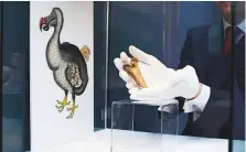  ?? AP ?? A rare fragment of a Dodo femur bone is displayed at Christie’s auction house in London on March 27, 2013.