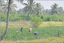  ?? ARIJIT SEN/HT ?? Karnataka’s farmers want the SC to protect their interests as they believe that the Centre and Cauvery Water Disputes Tribunal are ‘against them’.