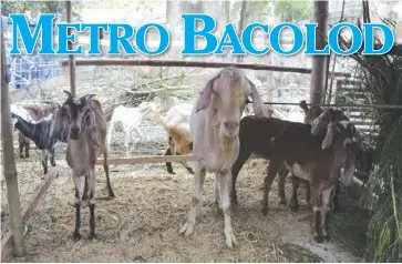  ?? ARCHIE REY ALIPALO/PN ?? Animal raisers showcase their goats during a poultry and livestock production program of the provincial government of Negros Occidental in this file photo dated April 27, 2017.