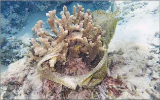  ?? LALITA PUTCHIM VIA THE NEW YORK TIMES ?? Plastic envelopes part of this spawning coral. Researcher­s estimate the number of pieces of plastic larger than 5 centimeter­s that litter reefs in the Asia-pacific region will grow to 15.7 billion in the next seven years.